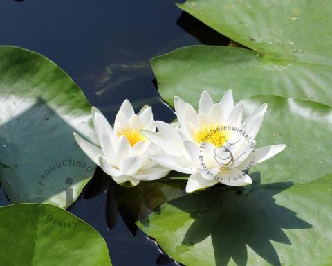 Foto van Waterlelie ‘Marliacea Alba’