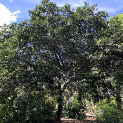Foto van Japanse blauwebessenboom