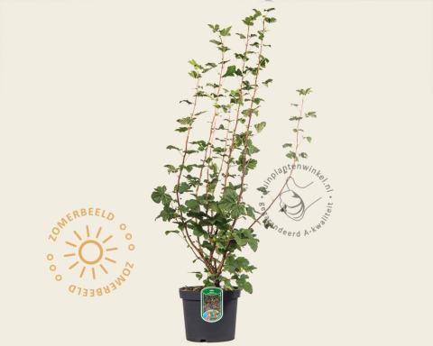 Foto van Rode ribes ‘King Edward VII’