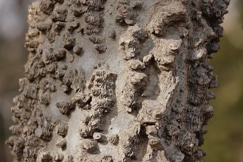 Foto van Westerse netelboom