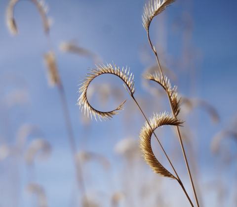 Foto van Muskietengras