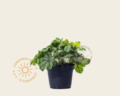 Foto van Purperklokje ‘Green Spice’