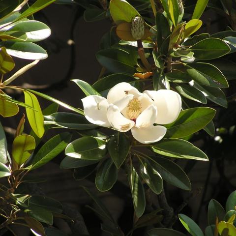 Foto van Magnolia 'Southern Charm'