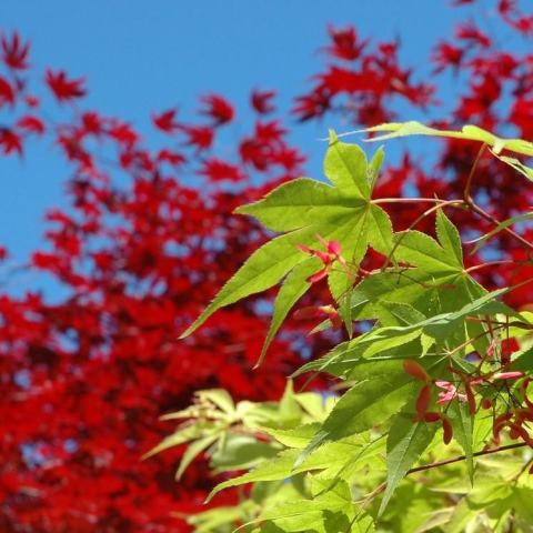 Foto van Acer 'Osakazuki'