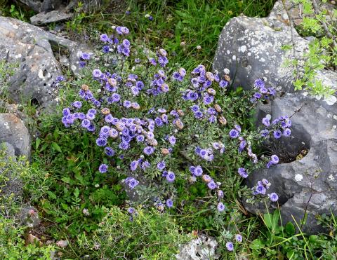 Foto van Globularia 'on unknown'