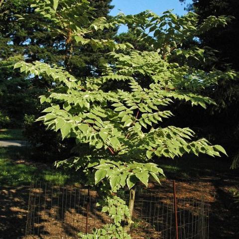 Foto van Aralia 'Variegata'