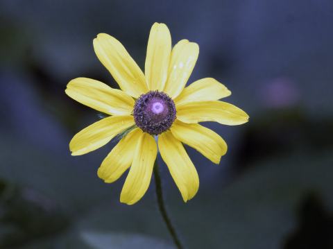 Foto van Aardpeer