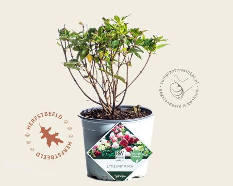 Foto van Pluimhortensia ‘Little Lime Punch’