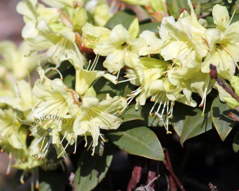Foto van Dwerg rododendron ‘Princess Anne’