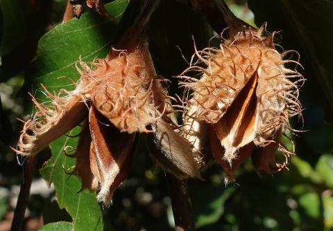 Foto van Fagus 'Atropunicea'