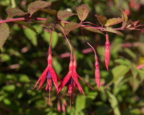 Foto van Bellenplant ‘Riccartonii’