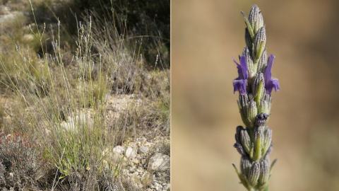 Foto van Breedbladige lavendel