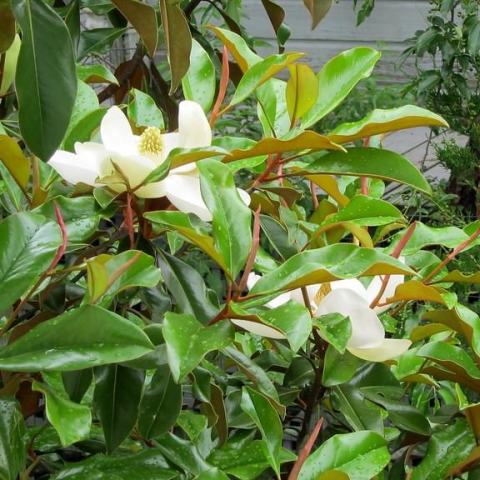 Foto van Magnolia 'Bracken's Brown Beauty'