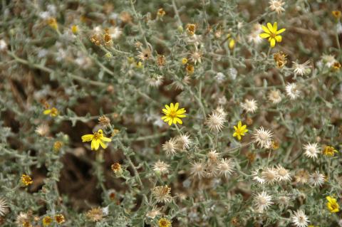 Foto van Prairie-aster