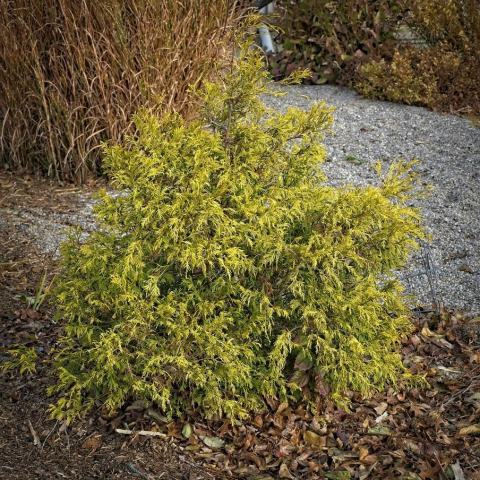 Foto van Chamaecyparis 'Filifera'