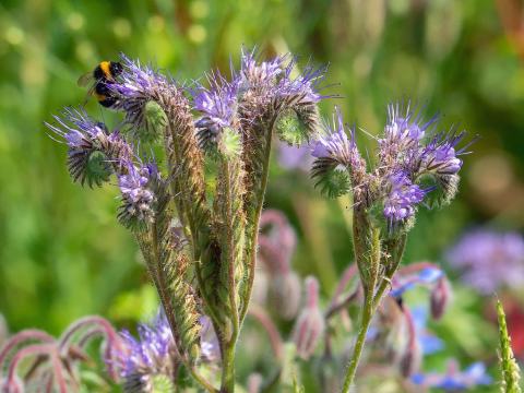 Foto van Phacelia
