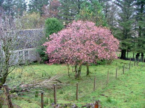 Foto van Winterbloeiende sierkers ‘Autumnalis Rosea’