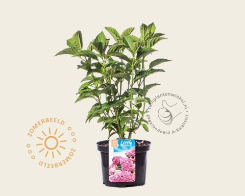 Foto van Boerenhortensia ‘Little Pink’
