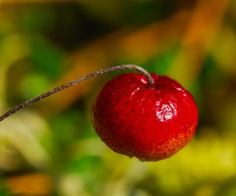 Foto van Cranberry