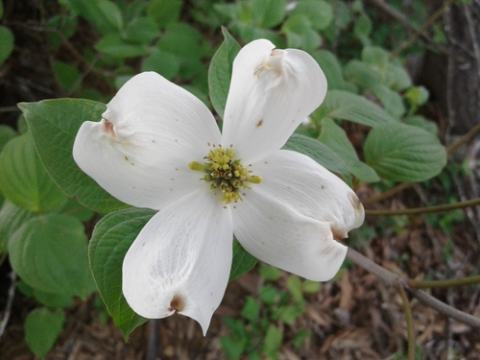 Foto van Cornus 'Cherokee Daybreak'