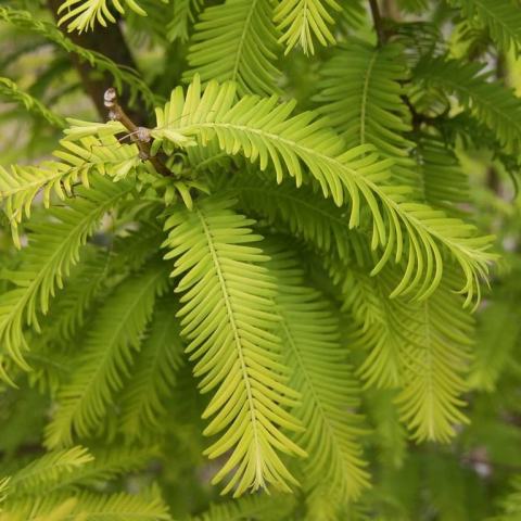 Foto van Metasequoia 'Gold Rush'