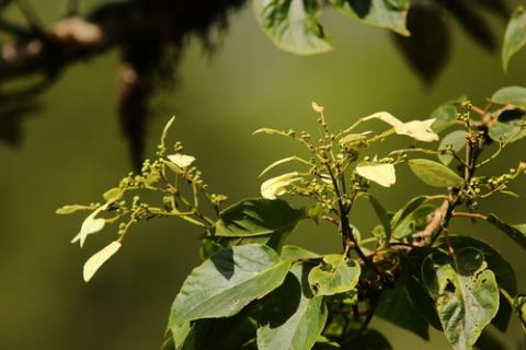 Foto van Chinese pluim-klimhortensia