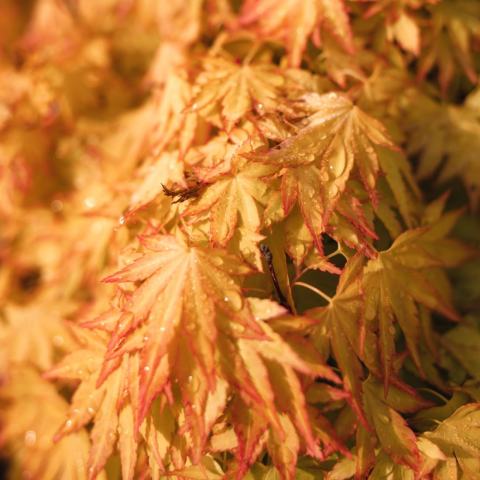Foto van Acer 'Beni Tsukasa'