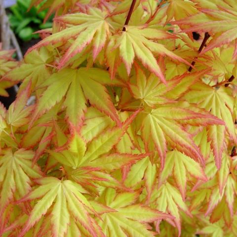 Foto van Acer 'Shishio Hime'