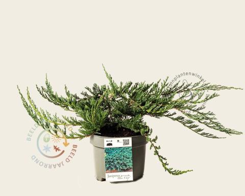 Foto van Jeneverbes ‘Blue Chip’