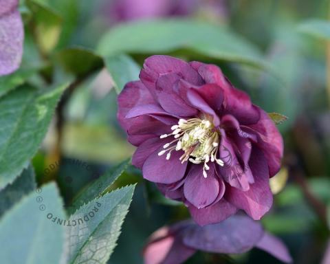 Foto van Oosterse kerstroos ‘Double Ellen Purple’