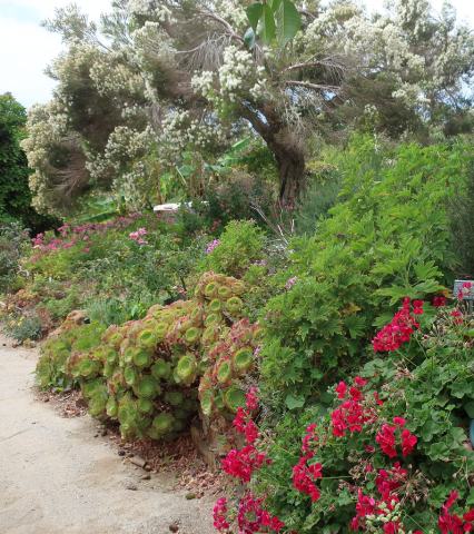 Foto van Theeboom