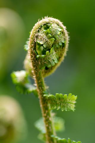 Foto van Mannetjesvaren