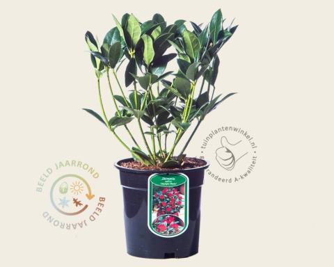 Foto van Skimmia (Vrouwelijk) ‘Olympic Flame’