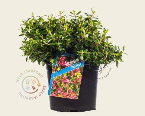 Foto van Escallonia ‘Red Dream’