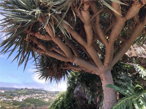 Foto van Drakenbloedboom