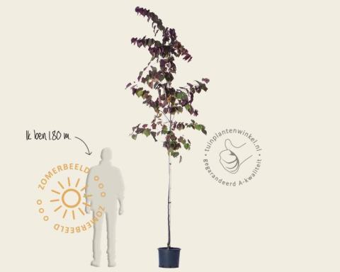 Foto van Canadese judasboom ‘Forest Pansy’