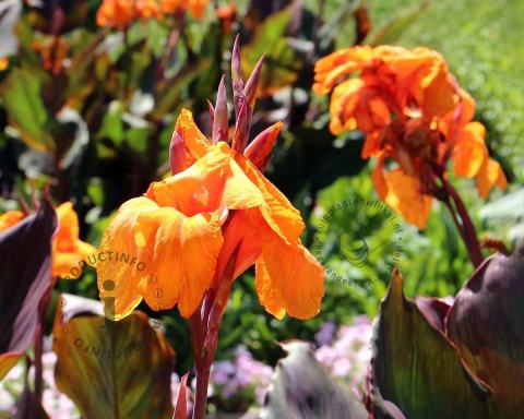 Foto van Bloemriet ‘Wyoming’