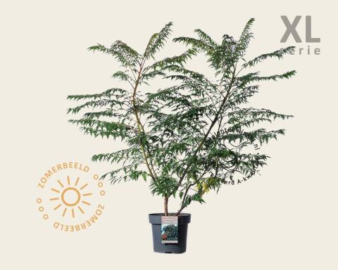 Foto van Gladde fluweelboom, Gladde sumak ‘Laciniata’
