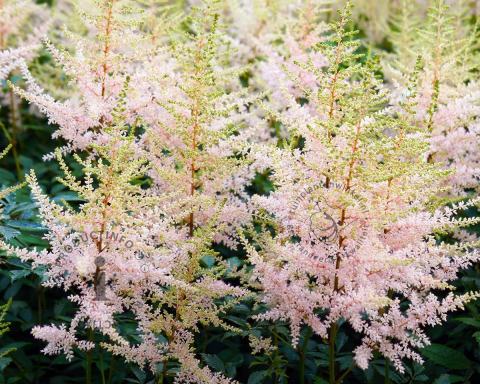 Foto van Pluimspirea ‘Sprite’