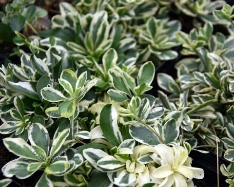 Foto van Rijstebrij - Scheefkelk - Randjesbloem ‘Variegata’