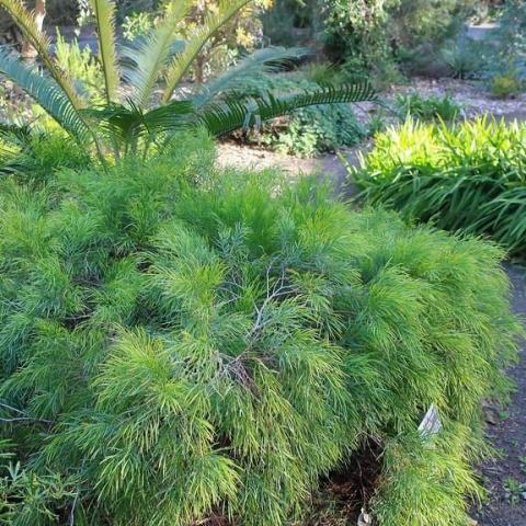 Foto van Acacia 'Mini Cog'