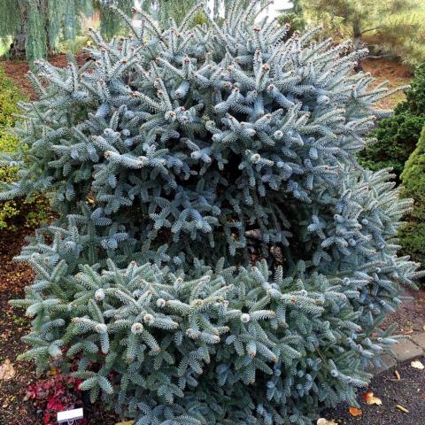 Foto van Abies 'Horstmann'