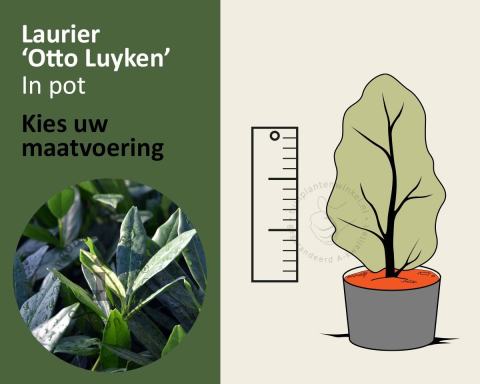 Foto van Laurierkers ‘Otto Luyken’