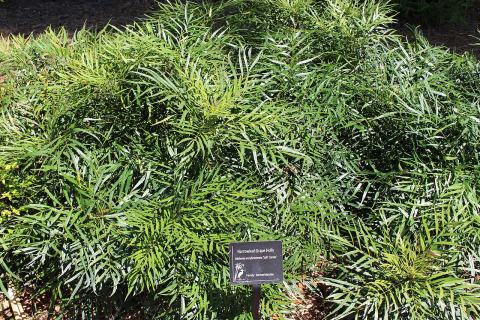 Foto van Chinese mahonia