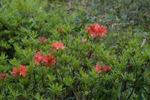 Foto van Japanse azalea