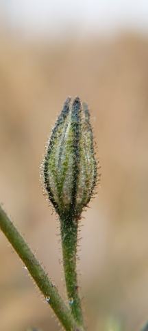 Foto van Brokaatbloem