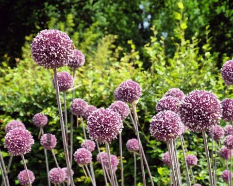Foto van Sierui ‘Summer Drummer’