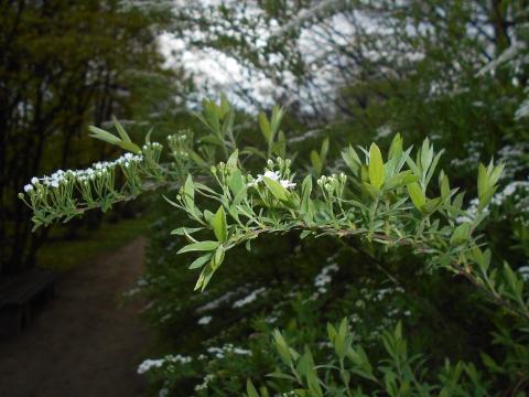 Foto van Struikspirea