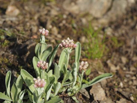 Foto van Siberische edelweiss