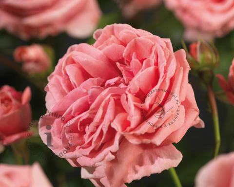 Foto van Klimroos ‘Coral Dawn’